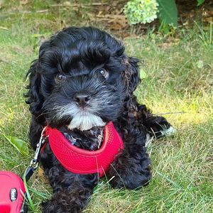 Meet your Posher, Teri